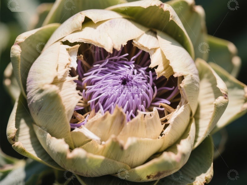高清大图下载【趣麦麦图】绽放的艺术：紫色花蕊的绿色苞片