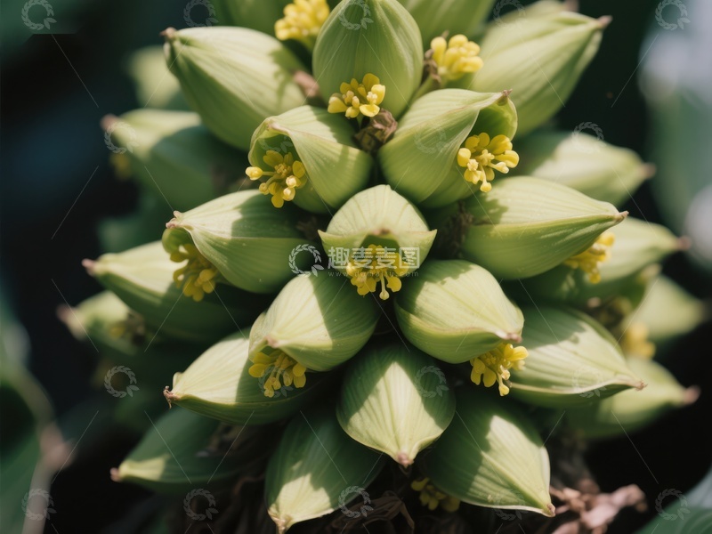 高清大图下载【趣麦麦图】绿色植物花苞与黄色小花