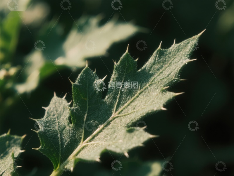 高清大图下载【趣麦麦图】带刺绿叶的特写