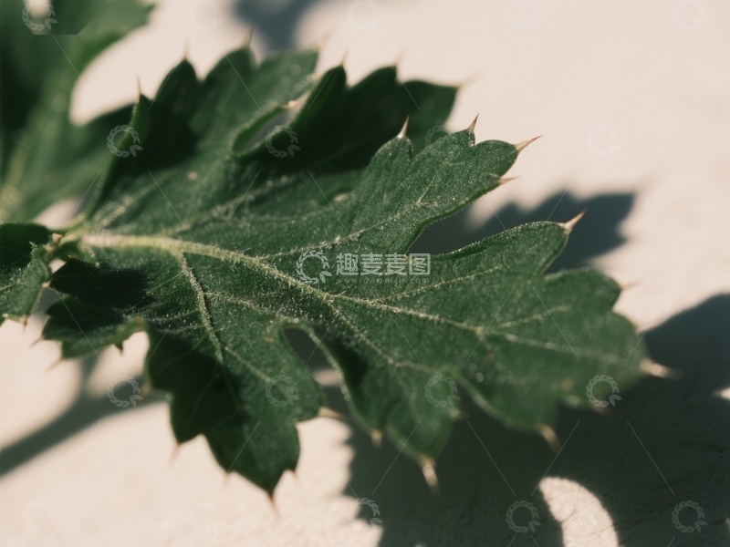 高清大图下载【趣麦麦图】绿叶特写，阳光下的自然纹理