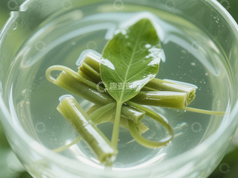 透明容器中的绿色植物