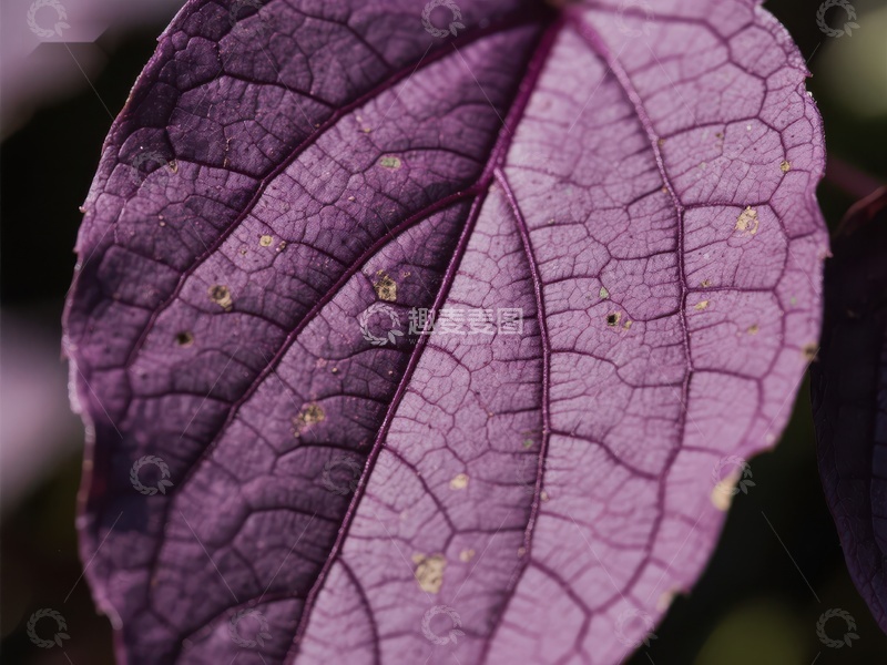 高清大图下载【趣麦麦图】紫色叶片的细腻纹理