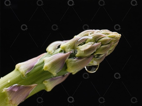 新鲜芦笋特写，水滴点缀