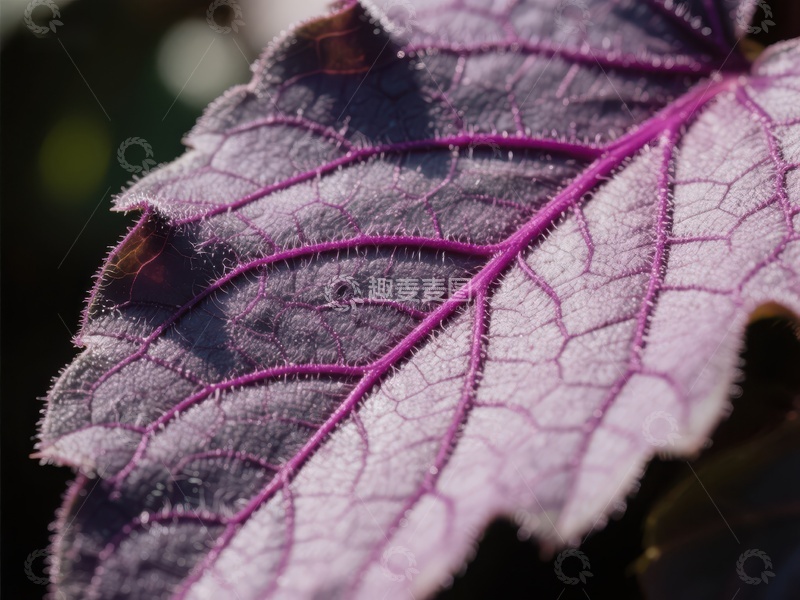 高清大图下载【趣麦麦图】紫色叶片的细腻纹理