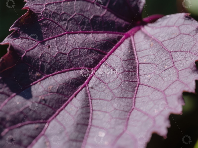 高清大图下载【趣麦麦图】紫色叶片的纹理特写