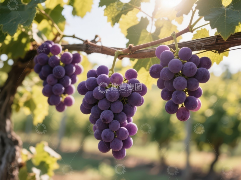 高清大图下载【趣麦麦图】-葡萄园中成熟的紫色葡萄串