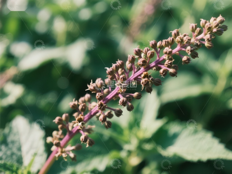 紫色花穗在绿叶中的特写