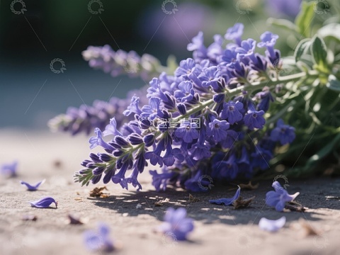 紫色薰衣草花簇特写