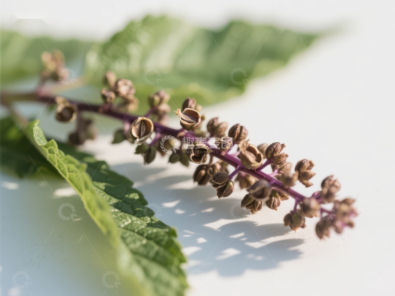 紫色花穗与绿叶的自然特写