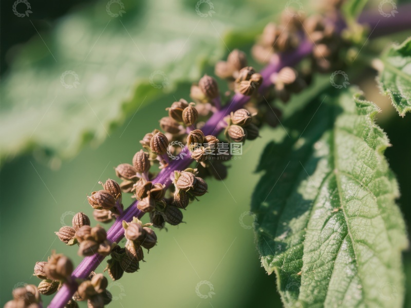 紫色花穗与绿叶的特写