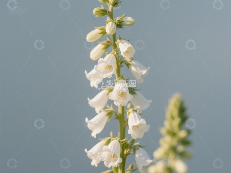 白色花朵垂直绽放