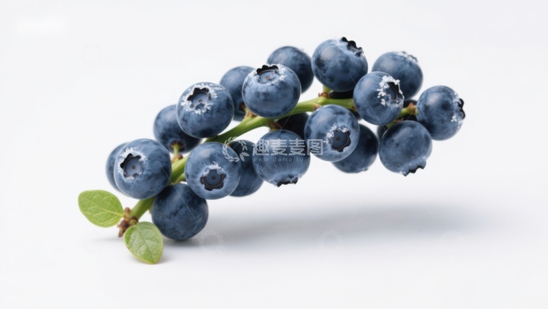 高清大图下载【趣麦麦图】新鲜蓝莓枝条特写