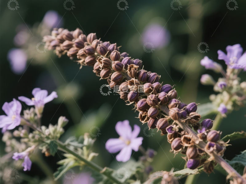 紫色花穗与淡雅小花的自然美景