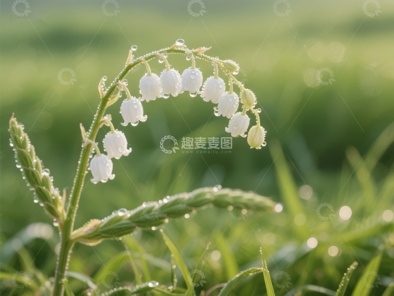 高清大图下载【趣麦麦图】晨露中的铃兰花朵