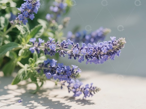 紫色薰衣草花簇特写