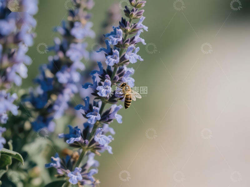 高清大图下载【趣麦麦图】蜜蜂在紫色花朵上采蜜