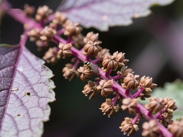 紫色植物花穗上的小昆虫