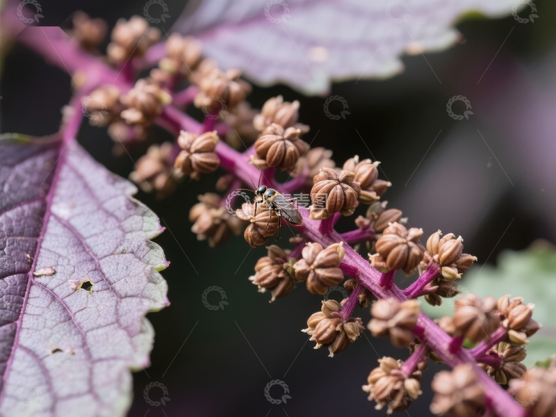 高清大图下载【趣麦麦图】紫色植物花穗上的小昆虫