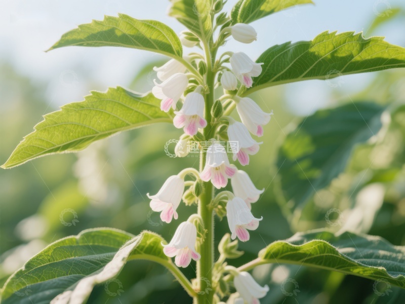 芝麻花在阳光下绽放