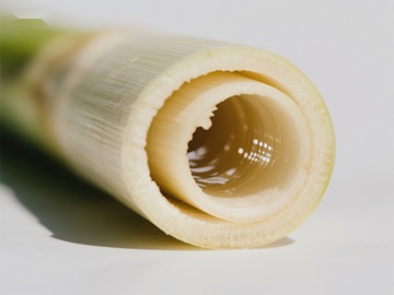新鲜竹笋切面特写