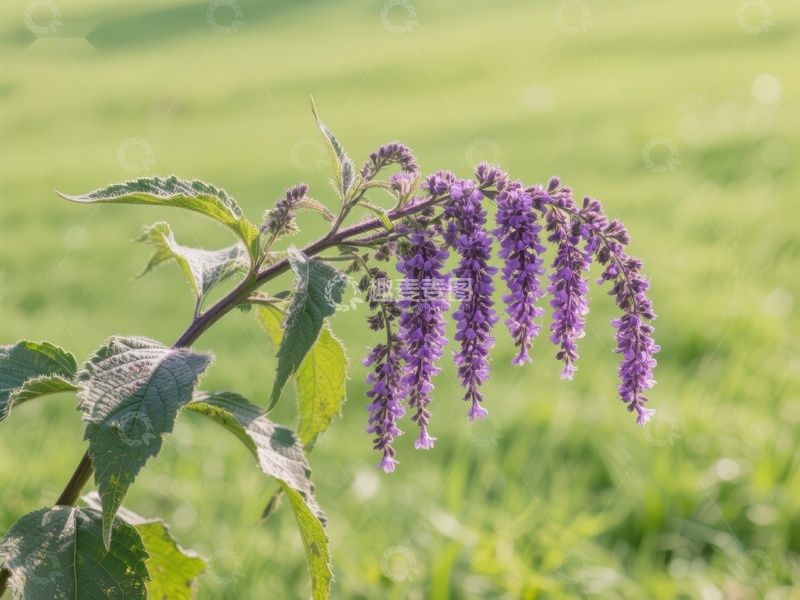 高清大图下载【趣麦麦图】紫色花朵在绿草地上绽放
