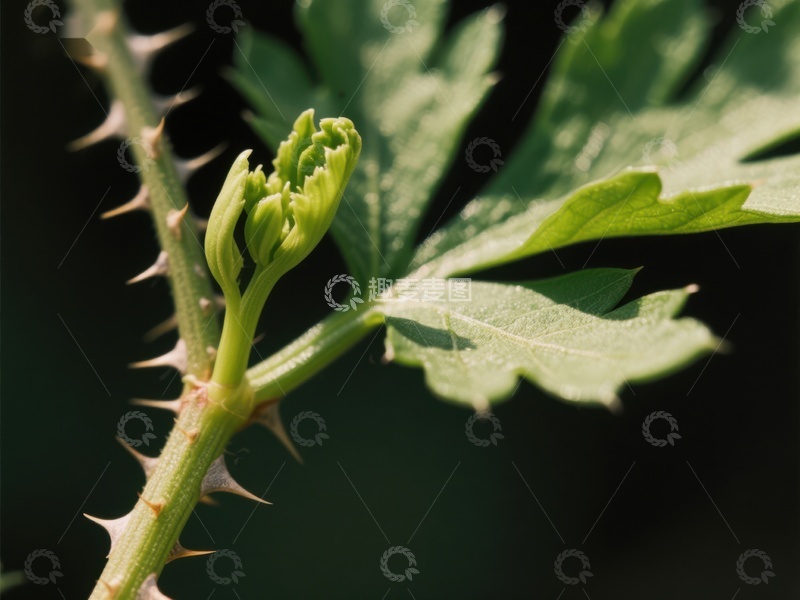 高清大图下载【趣麦麦图】带刺植物的嫩芽与绿叶特写
