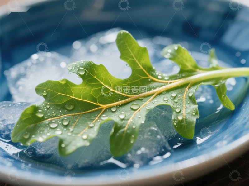高清大图下载【趣麦麦图】冰块上的新鲜绿叶