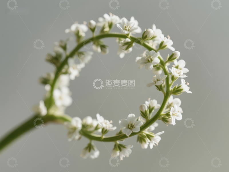 高清大图下载【趣麦麦图】白色小花环状排列