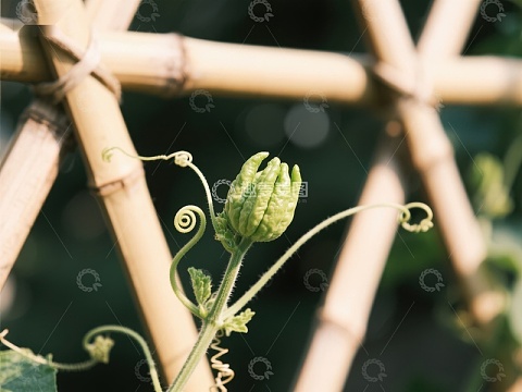 藤蔓攀爬竹架，嫩芽初绽