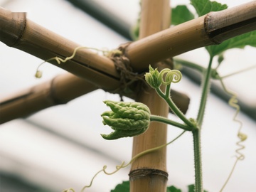 温室中的嫩芽与竹架