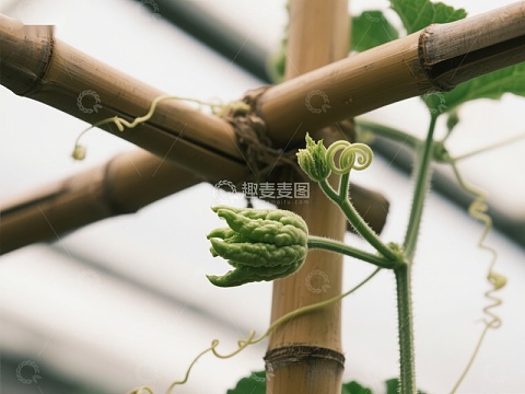温室中的嫩芽与竹架