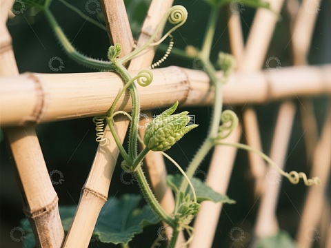 藤蔓攀爬竹架，嫩芽初绽