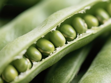 新鲜豌豆荚特写