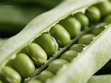 新鲜豌豆荚特写