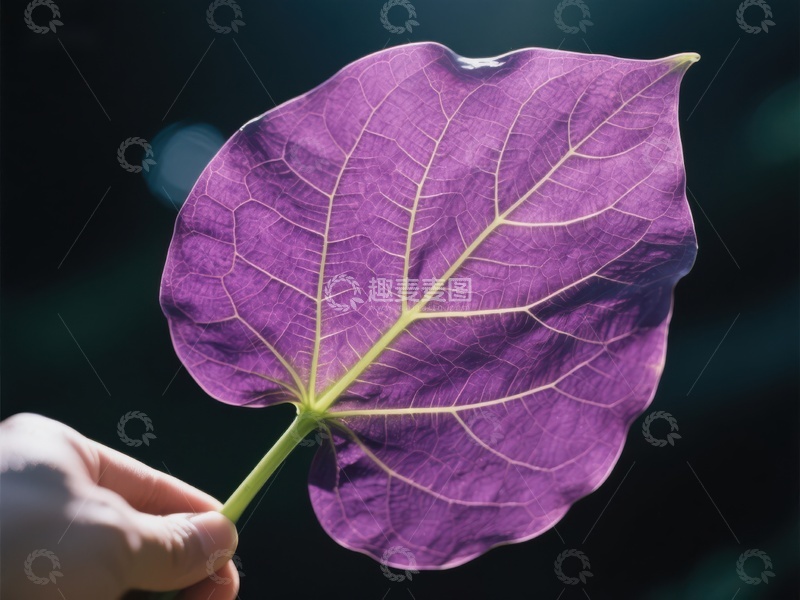 高清大图下载【趣麦麦图】手握紫色叶片，脉络清晰可见