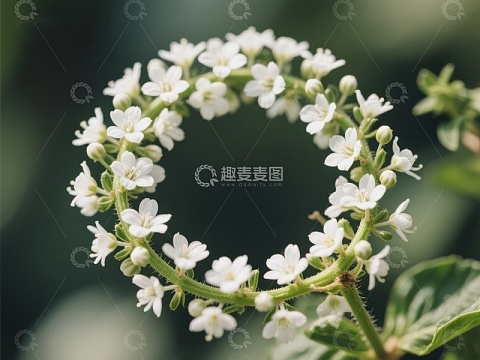 白色小花环状排列
