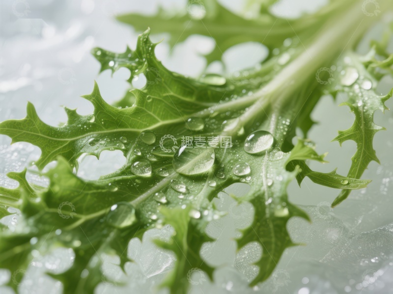 高清大图下载【趣麦麦图】新鲜绿叶上的水珠特写