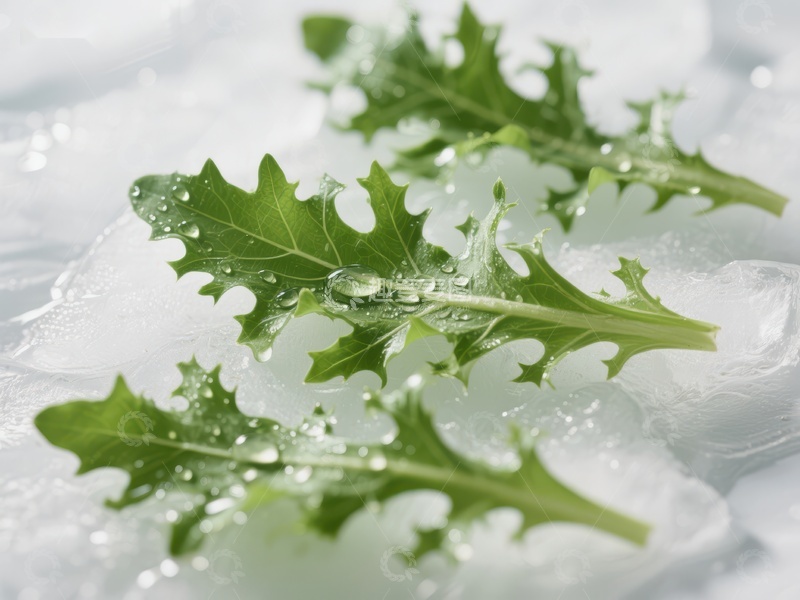 高清大图下载【趣麦麦图】冰上新鲜绿叶