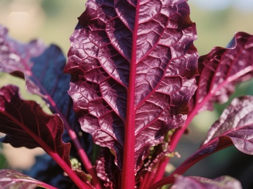 深红色叶菜特写