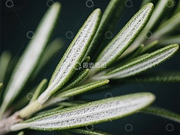 迷迭香枝叶的特写