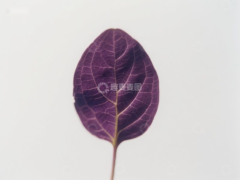 高清大图下载【趣麦麦图】紫色叶片的特写