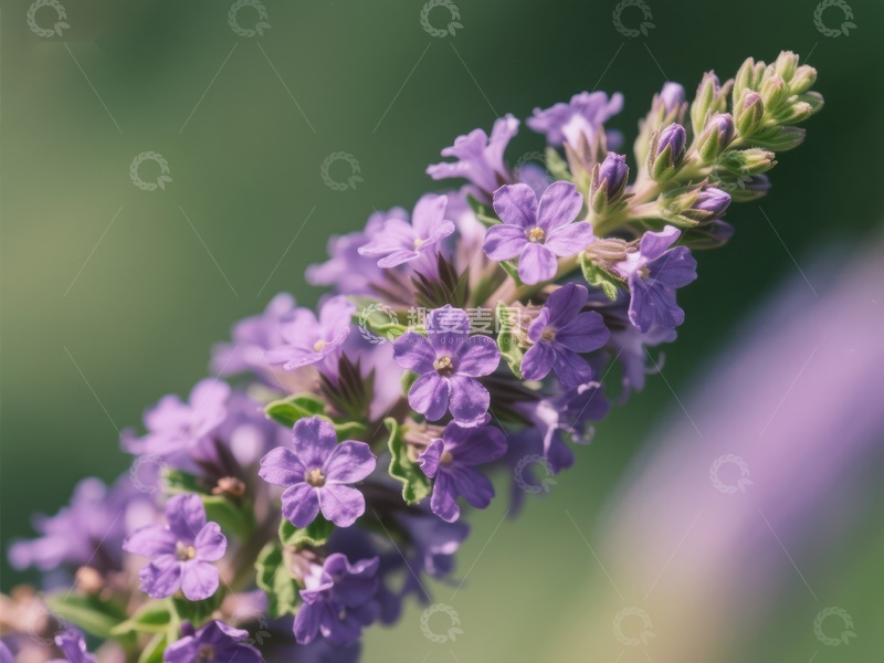 高清大图下载【趣麦麦图】紫色小花簇特写