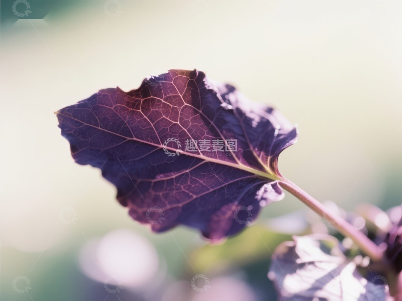 高清大图下载【趣麦麦图】紫色叶片的特写