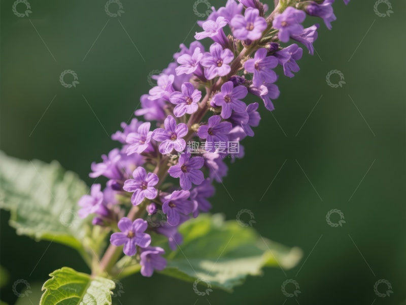 高清大图下载【趣麦麦图】紫色小花簇生枝头