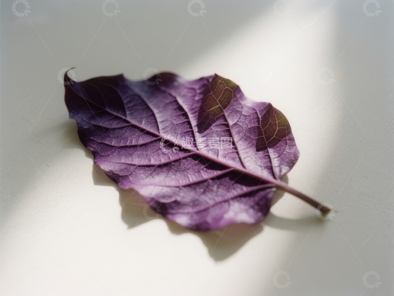 高清大图下载【趣麦麦图】紫色叶片在光影下的静谧之美