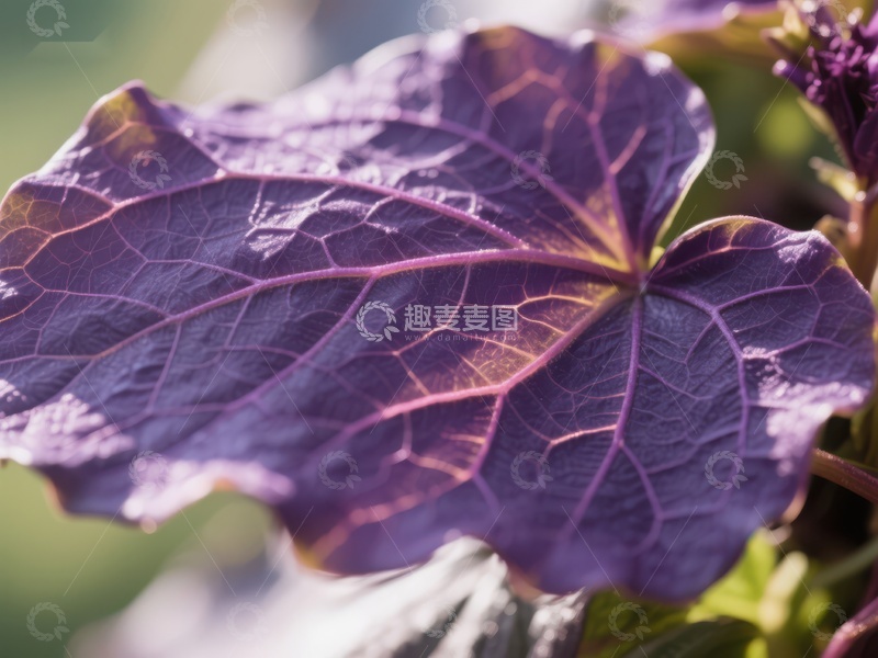 高清大图下载【趣麦麦图】紫色叶片的细腻纹理