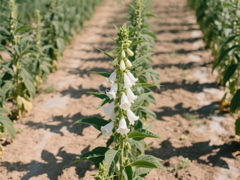 高清大图下载【趣麦麦图】田间绽放的白色花朵