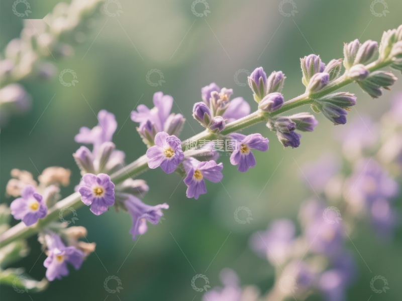高清大图下载【趣麦麦图】紫色小花簇的特写