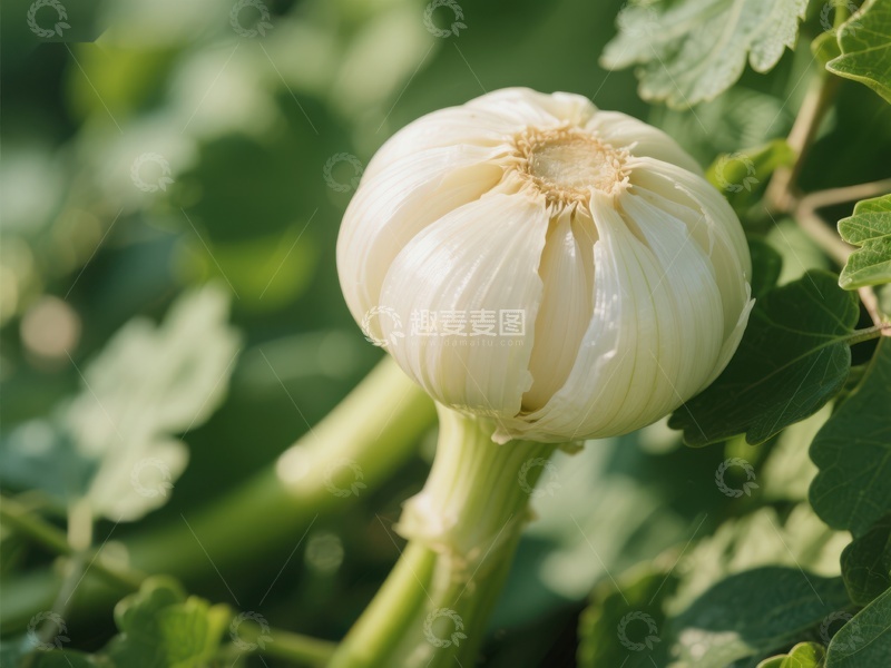 高清大图下载【趣麦麦图】新鲜茴香球特写