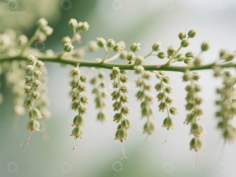 绿枝垂挂的嫩芽与花蕾